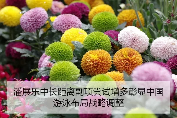 潘展乐中长距离副项尝试增多彰显中国游泳布局战略调整