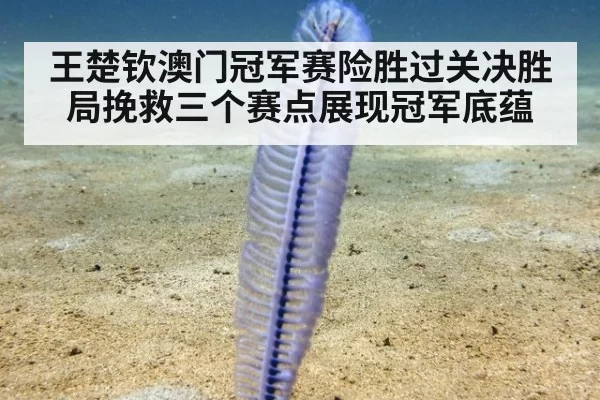 王楚钦澳门冠军赛险胜过关决胜局挽救三个赛点展现冠军底蕴